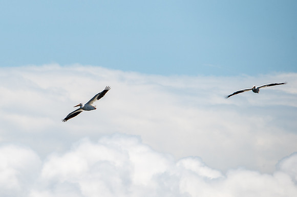 Gills Rock Pelicans-35