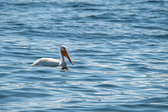 Gills Rock Pelicans-45