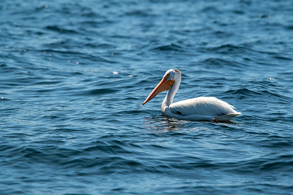 Gills Rock Pelicans-69