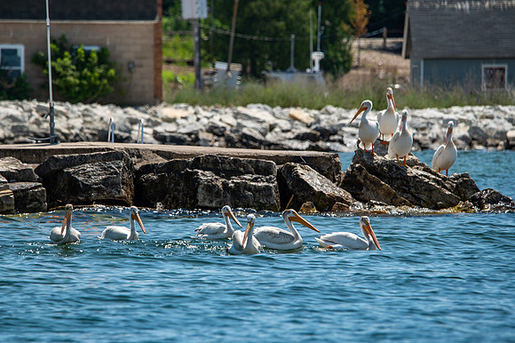 Gills Rock Pelicans-102