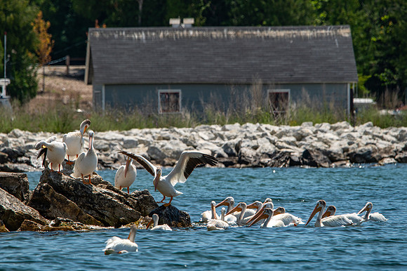 Gills Rock Pelicans-112