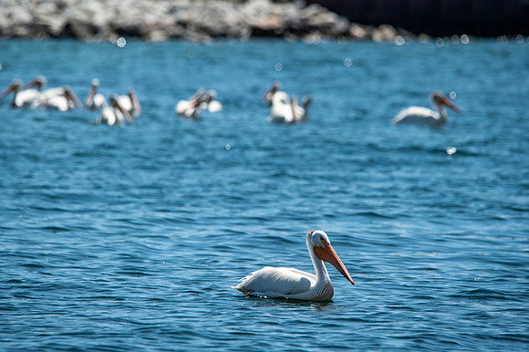 Gills Rock Pelicans-120