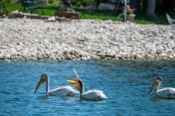 Gills Rock Pelicans-158
