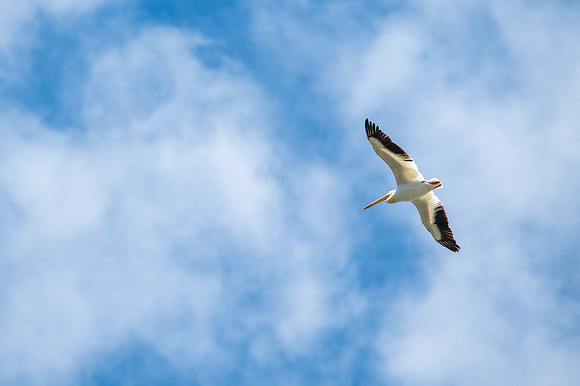 Gills Rock Pelicans-215