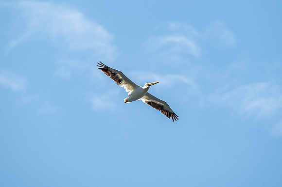 Gills Rock Pelicans-249