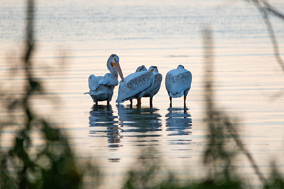 More Pelicans-1