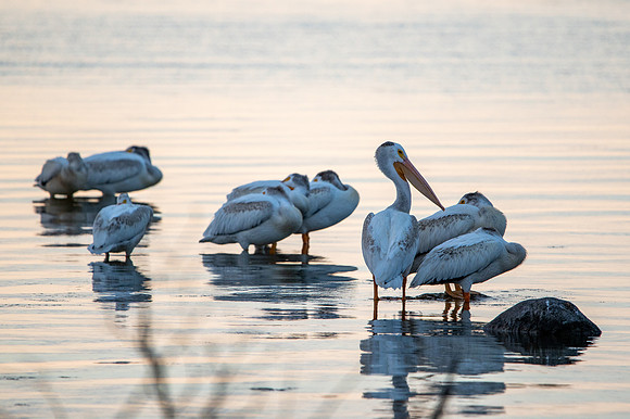 More Pelicans-3