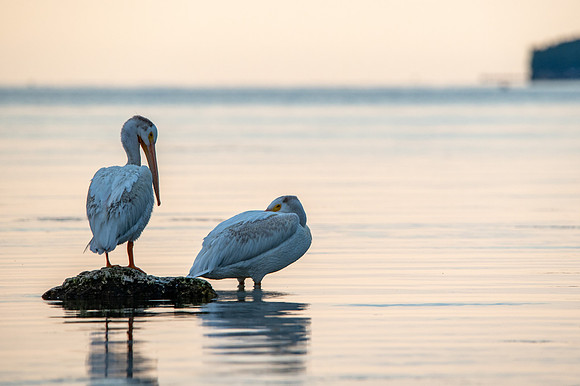 More Pelicans-29