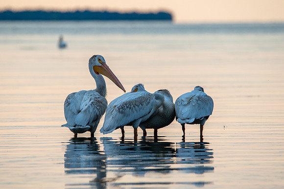 More Pelicans-31