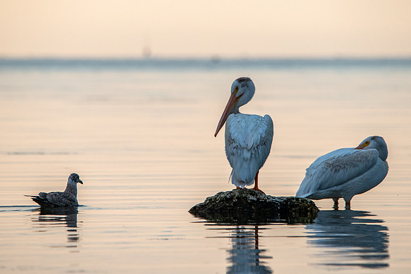 More Pelicans-40