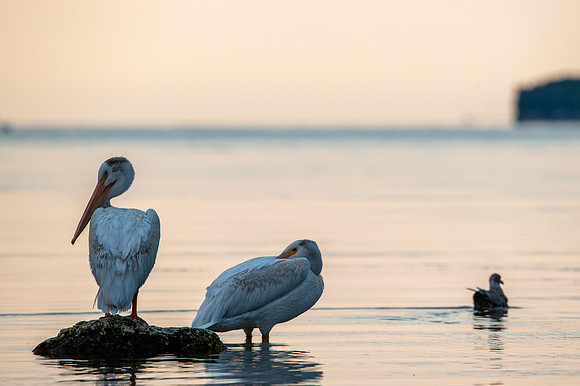 More Pelicans-44