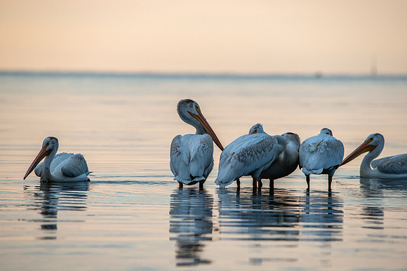 More Pelicans-51