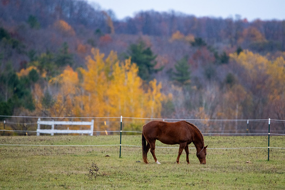 Fall Horses-30
