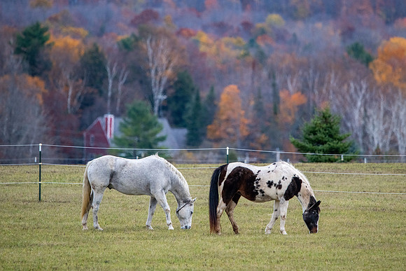 Fall Horses-10