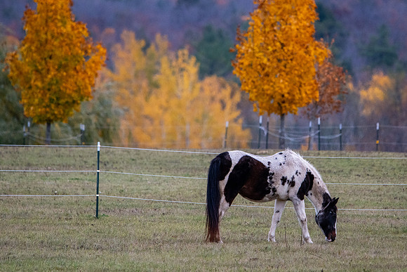 Fall Horses-94