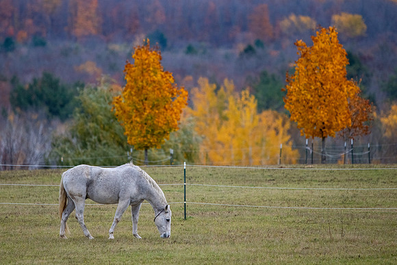 Fall Horses-90