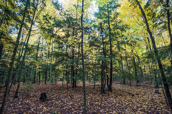 LautBacWoodFall14-98