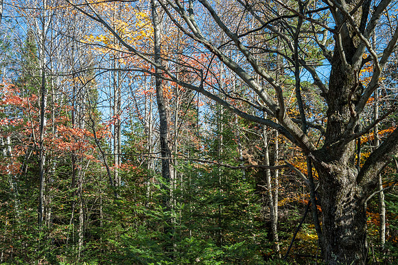 ShipCFall14-25