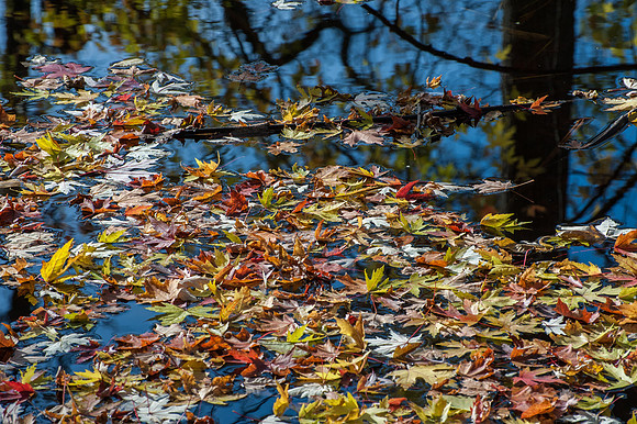 APondFall101114-61