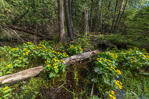 EphraimSwampMM-2