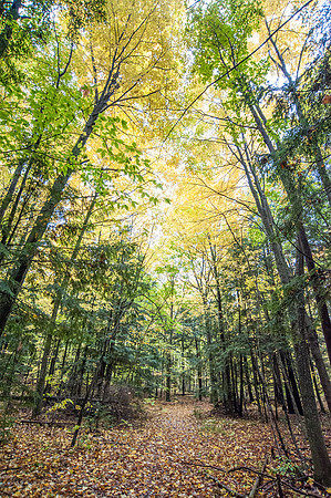 LautBacWoodFall14-25