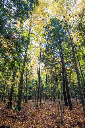 LautBacWoodFall14-122