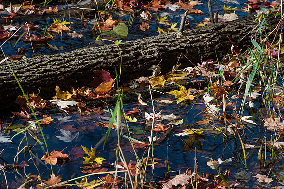 APondFall101114-67
