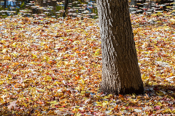 APondFall101114-50