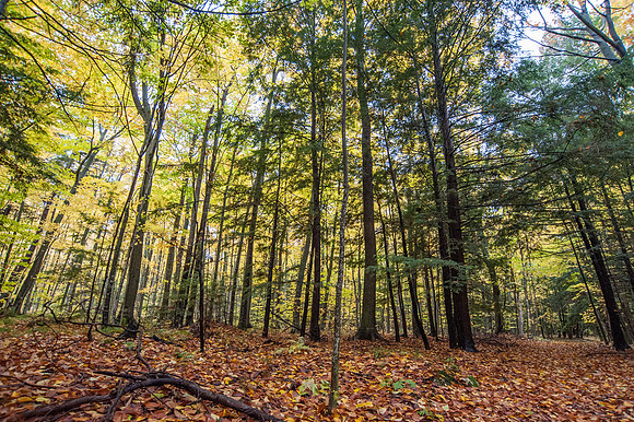 LautBacWoodFall14-6