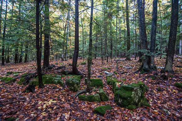 LautBacWoodFall14-93