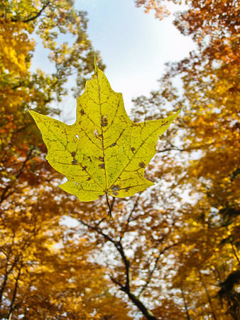 10312009FallLeaf47
