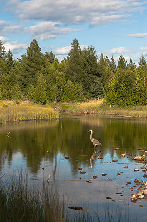 08042009BlueHeron63 (1)