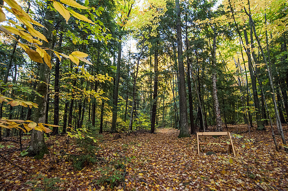 LautBacWoodFall14-59