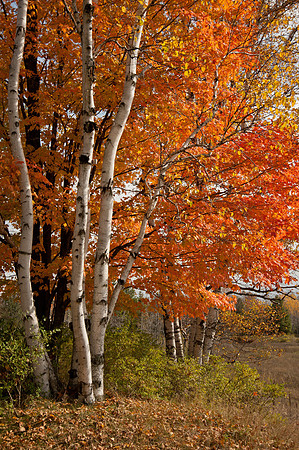 CanalPreserve-5259