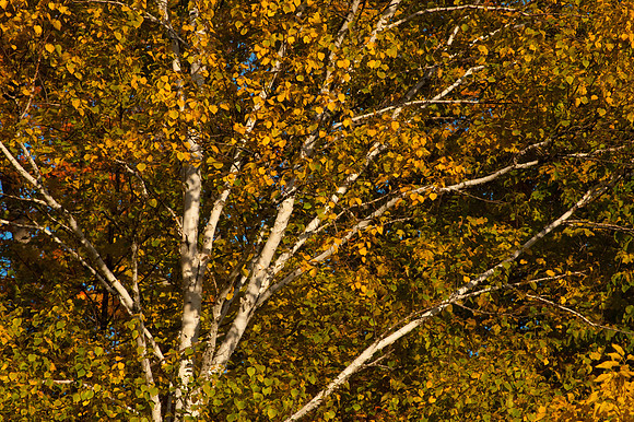 FallFarm-31