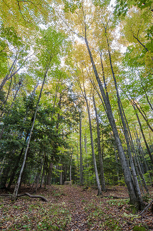 LWoodsFall14-28
