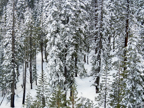 Snowshoe3-28-12-190