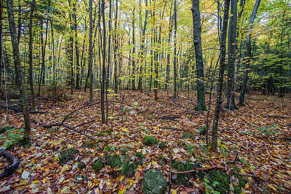 LautBacWoodFall14-20