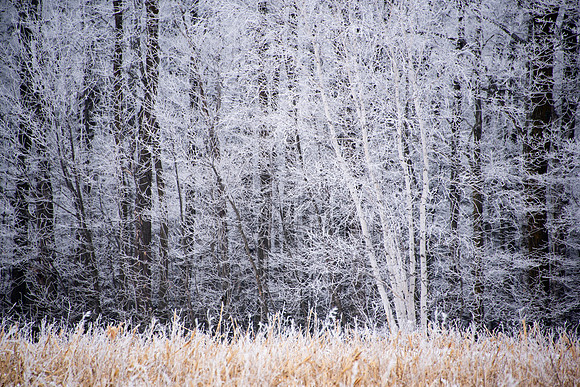 01-03-2021-Dan Eggert-Door County winter frost rhime ice-19