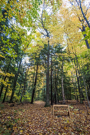 LautBacWoodFall14-58