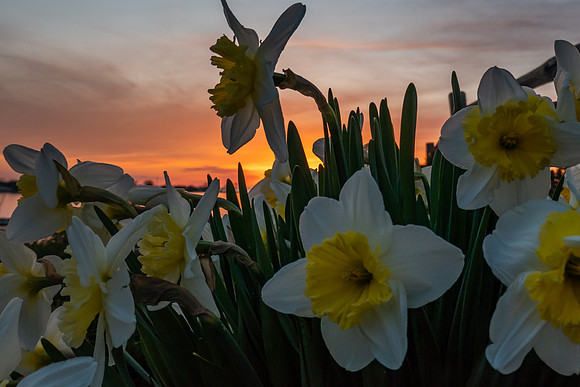 EHDafiSunset-47