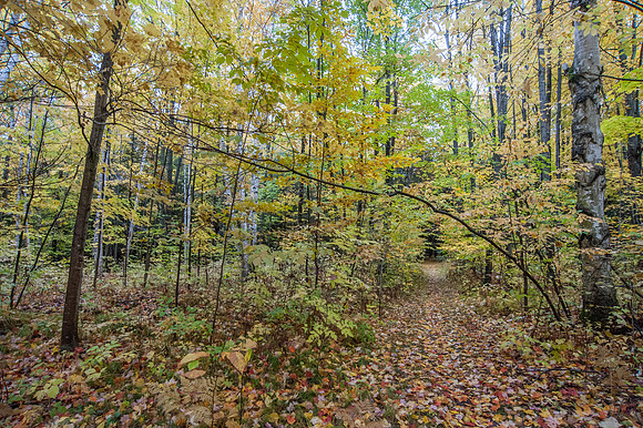 LautBacWoodFall14-37