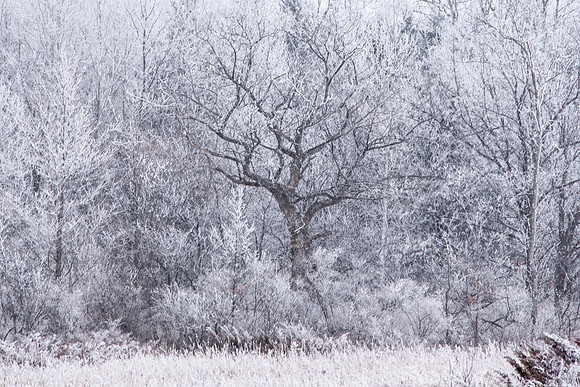 morefrost-9