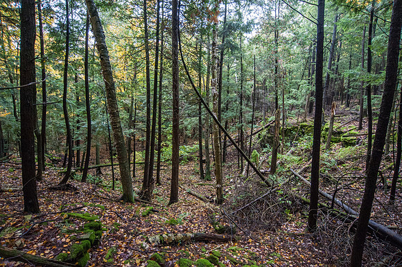 LautBacWoodFall14-74