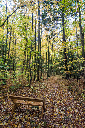 LautBacWoodFall14-49