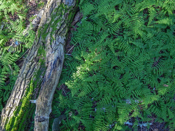PenParkHike-15