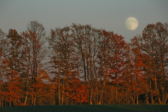 Pumpkins 175
