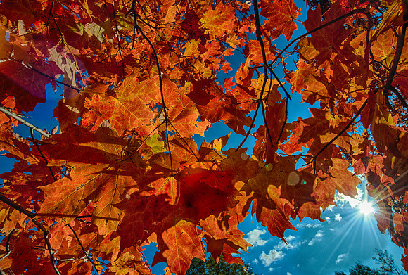 FallColor83_HDR