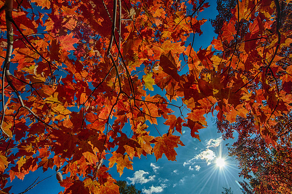 FallColor98_HDR