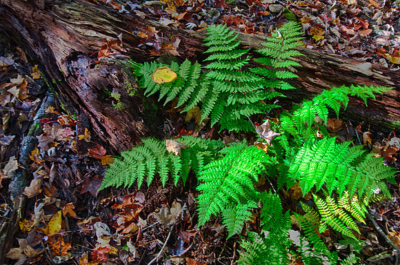 AndersonPFall-25_HDR